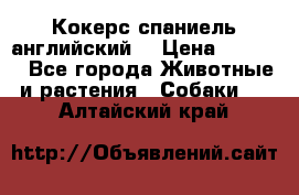 Кокерс спаниель английский  › Цена ­ 4 500 - Все города Животные и растения » Собаки   . Алтайский край